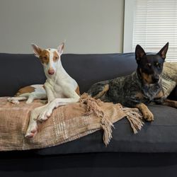 Dog’s Best Friend - Alice & Olive in Oakland