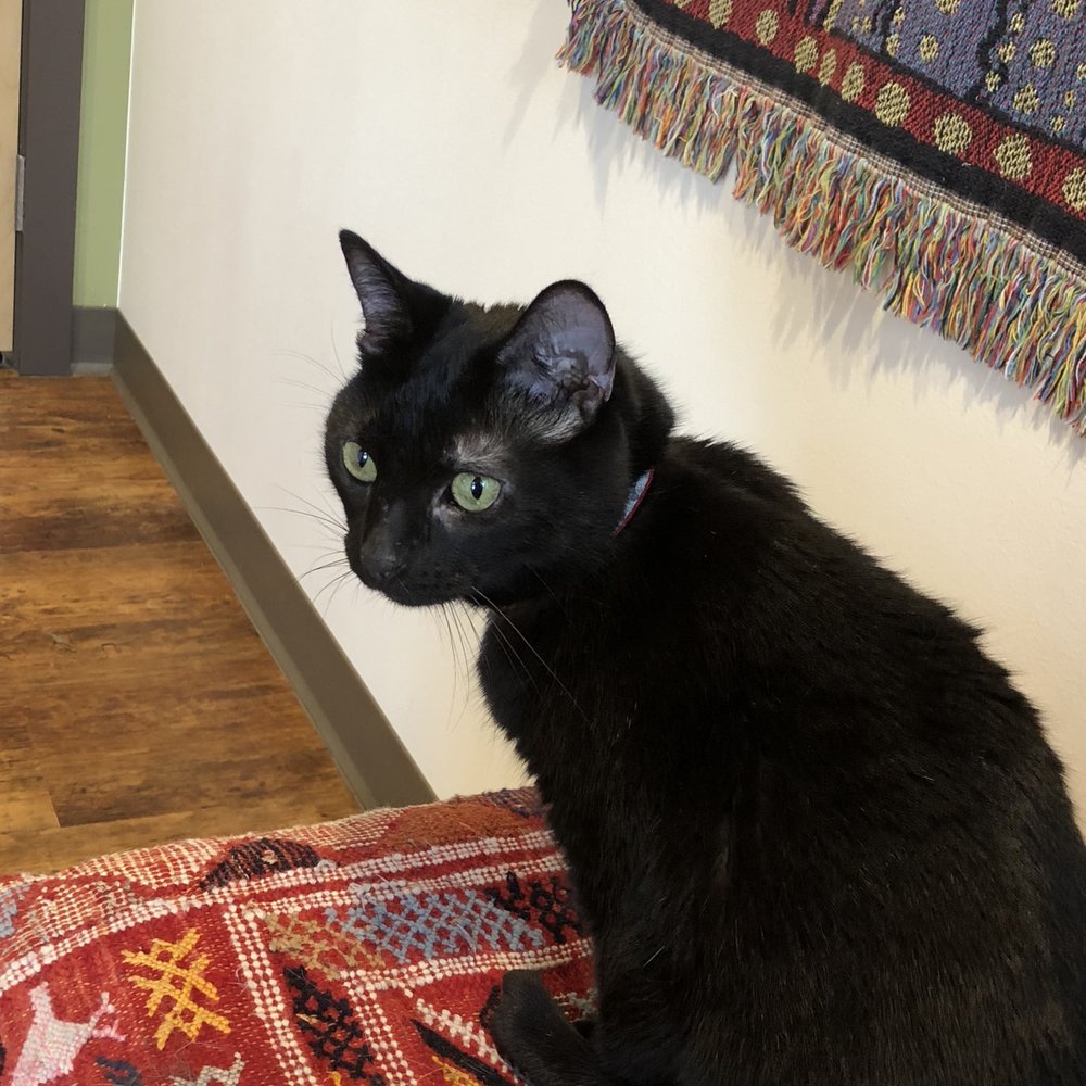 Uniquely Cats Veterinary Center - Veterinarians Near Me - Boulder, Colorado