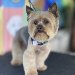 San Doggie Mobile Grooming - Tomas :)