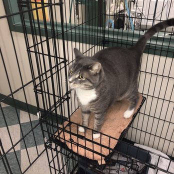 The Cat Doctor - Veterinarians Near Me - New Hyde Park, New York