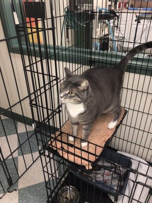 the cat doctor hillside ave