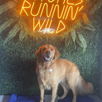 Pups Pub - Dog Parks Near Me - Tampa, Florida Pups Pub - Dog Parks Near Me - Tampa, Florida