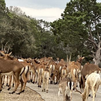 Fossil Rim Wildlife Center - Zoos Near Me - Glen Rose, Texas Fossil Rim Wildlife Center - Zoos Near Me - Glen Rose, Texas