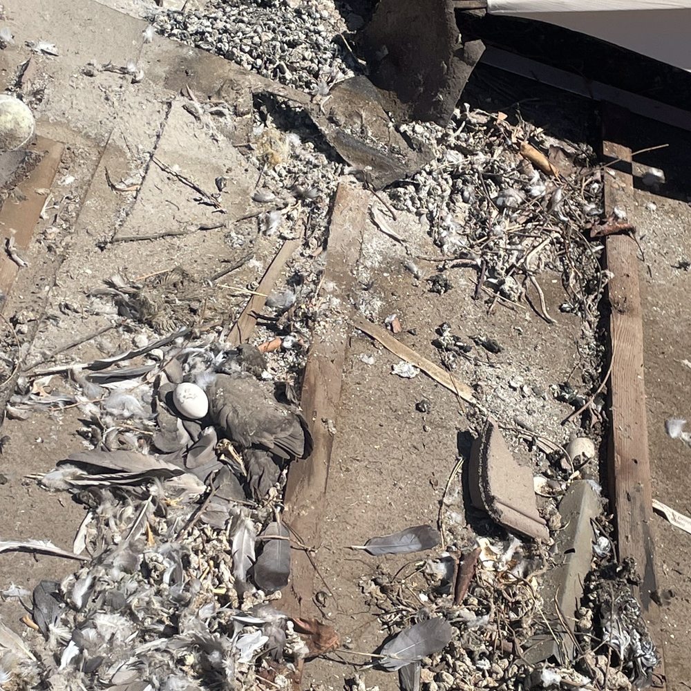 Lukas Pigeon Removal & Gutter Cleaning - This was a snapshot of what was under my roofing tiles near the eves. Droppings, egg fragments, even dead pigeons and skeletons. - Gutter Services Near Me Lukas Pigeon Removal & Gutter Cleaning - This was a snapshot of what was under my roofing tiles near the eves. Droppings, egg fragments, even dead pigeons and skeletons. - Gutter Services Near Me
