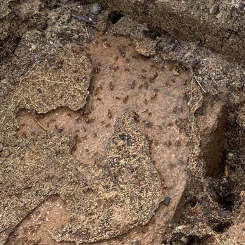 Critter Control - Fire ants - Pest Control Near Me - Houston, Texas