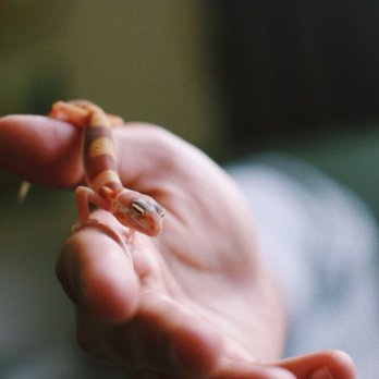 East Bay Vivarium - Baby leopard gecko - Reptile Shops Near Me - Berkeley, California