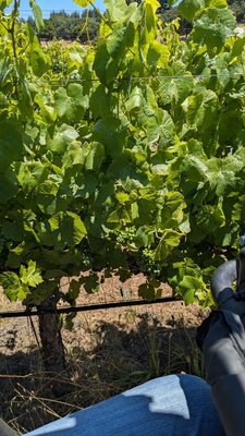 Windy Oaks Winery by null