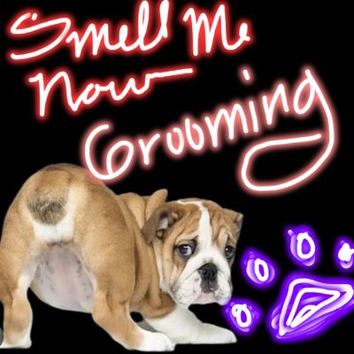 2025 summertime de-shed, and blueberry facial - if you want any services like this, please call me at Smell Me Now Grooming. Shelle at 725-316-8360. 2025 summertime de-shed, and blueberry facial - if you want any services like this, please call me at Smell Me Now Grooming. Shelle at 725-316-8360.