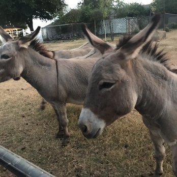 Hall's Pumpkin Farm - Adorable donkeys - Pumpkin Patches Near Me - Grapevine, Texas Hall's Pumpkin Farm - Adorable donkeys - Pumpkin Patches Near Me - Grapevine, Texas
