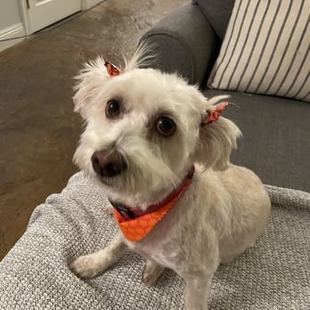 Paws Appeal Grooming - This spoiled girl. a ranch dog with sensitive skin\matted had a shave down. Very even cut, no razor burns or nic.  great job. - Pet Groomers Near Me - Lake Elsinore, California