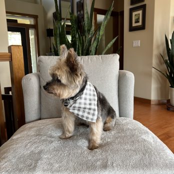 North Paw Pets Resort - Puppy Cut - Pet Groomers Near Me - Mount Vernon, Washington North Paw Pets Resort - Puppy Cut - Pet Groomers Near Me - Mount Vernon, Washington