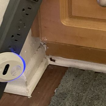 Park Mesa - Cockroaches - Apartments Near Me - Costa Mesa, California