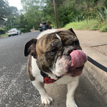 Hound for Hound - Mabel! - Pet Sitting Near Me - Austin, Texas