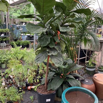 Apenberry's Garden - Lots of great plant options - Home Decor Near Me - Orlando, Florida Apenberry's Garden - Lots of great plant options - Home Decor Near Me - Orlando, Florida