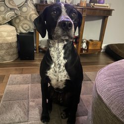 Animal Medical & Surgical Hospital - Mr. Monty