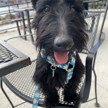 Lighthouse Coffee - daisy loves the outdoor seating - Coffee & Tea Near Me - Sparks, Nevada Lighthouse Coffee - daisy loves the outdoor seating - Coffee & Tea Near Me - Sparks, Nevada