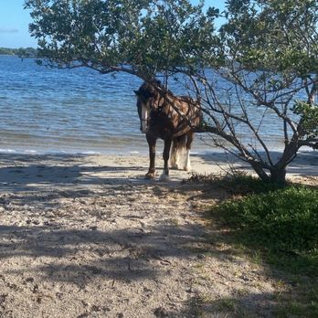 Florida Beach Horses - Beaches Near Me - Bradenton, Florida