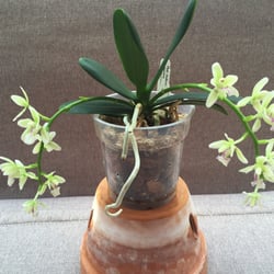 J&L Orchids - My husband went to the greenhouse to pick something up to surprise me. The ladies working helped him pick 3 beautiful orchids out for me.