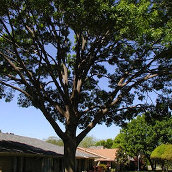 Eagle Tree & Lawn Care - Tree Trim - Tree Services Near Me - San Marcos, Texas Eagle Tree & Lawn Care - Tree Trim - Tree Services Near Me - San Marcos, Texas