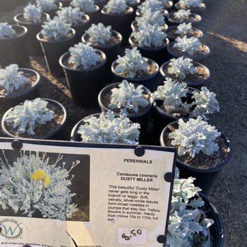 Waterwise Botanicals - Prices - Nurseries & Gardening Near Me - Bonsall, California Waterwise Botanicals - Prices - Nurseries & Gardening Near Me - Bonsall, California