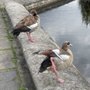 Photo of Italian Gardens