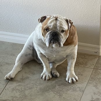 Bigbulldogs - Big paws - Pet Breeders Near Me Bigbulldogs - Big paws - Pet Breeders Near Me