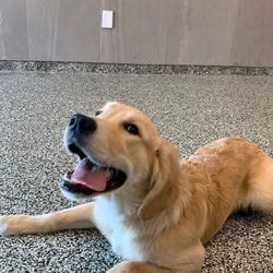 K9 Resorts - Houston Energy Corridor - This is my pup Noah. He very much enjoyed his play day.