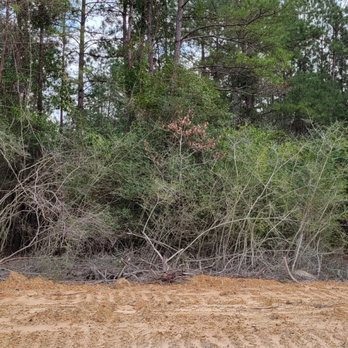 Texas Underbrushing - Before! - Tree Services Near Me Texas Underbrushing - Before! - Tree Services Near Me