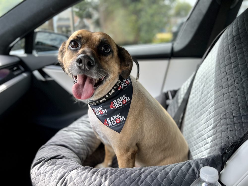 BARK ROOM 131 Photos & 110 Reviews 65 South Federal Hwy, Boca Raton