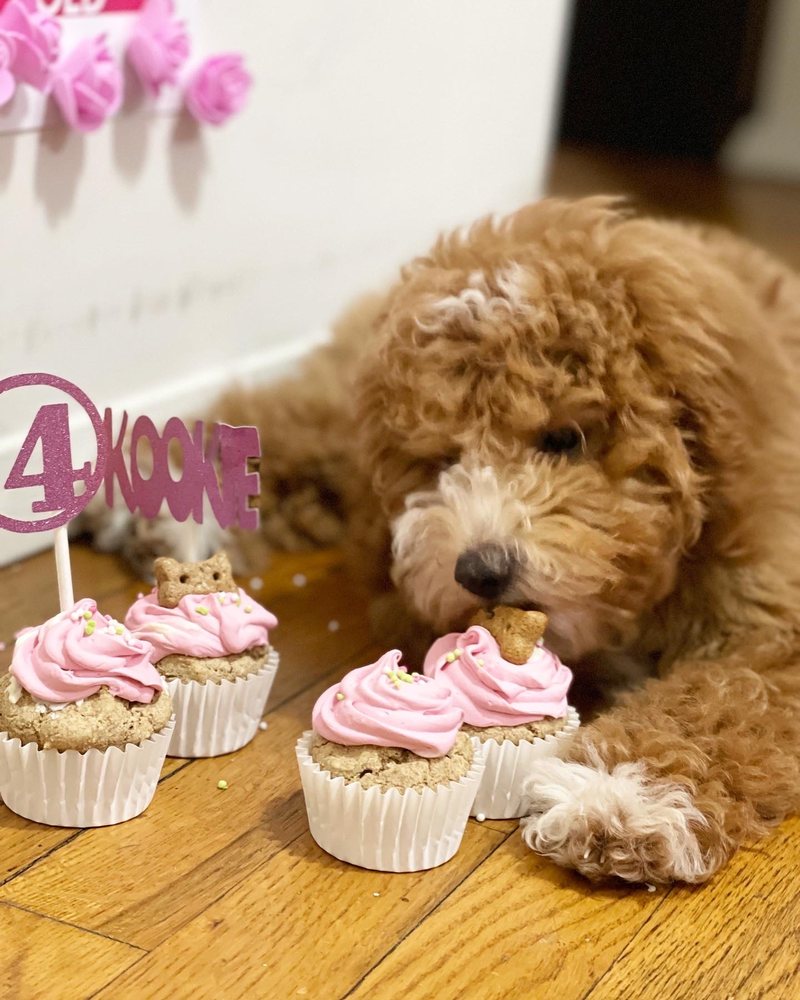 FAT PUPPIES CAFÈ CLOSED Updated September 2024 44 Photos 4710