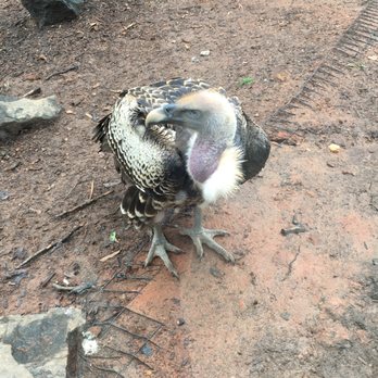 Greenville Zoo - Zoos Near Me - Greenville, South Carolina