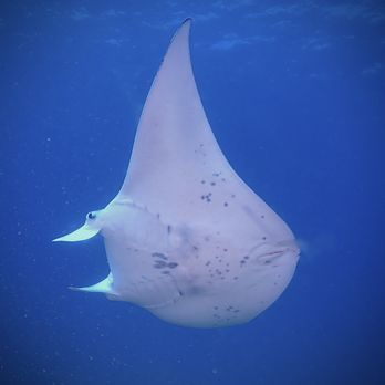 Maui Diamond - Whale Watching Tours Near Me - Wailuku, Hawaii Maui Diamond - Whale Watching Tours Near Me - Wailuku, Hawaii