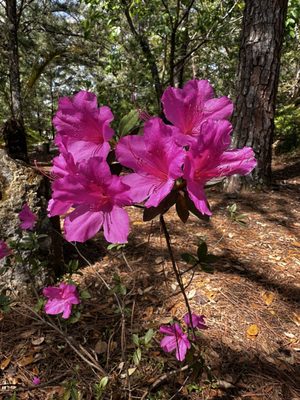 Cedar Lakes Woods and Gardens by null