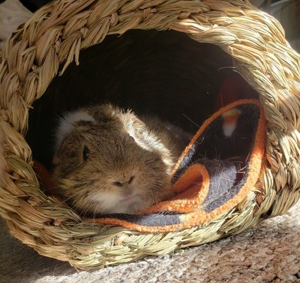 Burnt Hills Veterinary Hospital by null