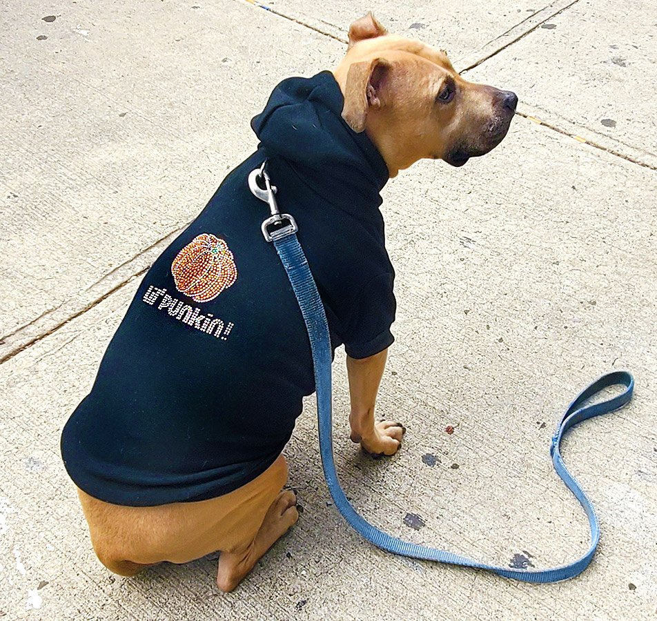 THE PET BODEGA Pet Stores Jersey City, NJ Phone Number Yelp