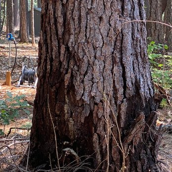 A Cut Above Tree Service - The base of the very tall and very dead, dangerous tree. - Tree Services Near Me - Grants Pass, Oregon A Cut Above Tree Service - The base of the very tall and very dead, dangerous tree. - Tree Services Near Me - Grants Pass, Oregon