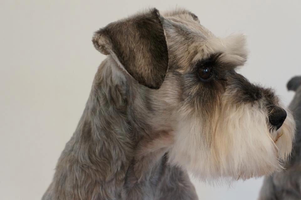 THE GROOM ROOM 43 Broadlands, South Normanton, Derbyshire, United