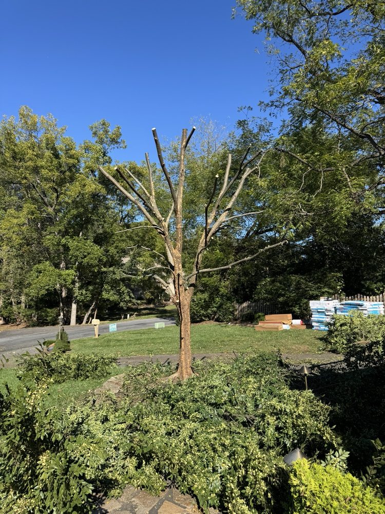 C & R Tree Service - tree service in Newark, DE