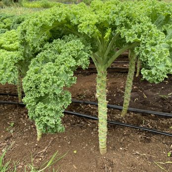 O'o Farms - Food Tours Near Me - Kula, Hawaii