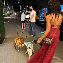 Pet Chauffeur