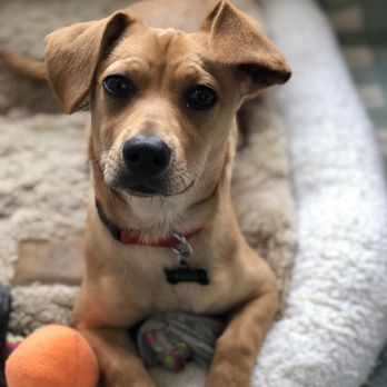 Animal Friends Rescue Project - Animal Shelters Near Me - Pacific Grove, California