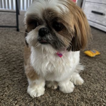 OC Pet Grooming - Up close and trimmed just right - Pet Groomers Near Me - La Habra, California OC Pet Grooming - Up close and trimmed just right - Pet Groomers Near Me - La Habra, California