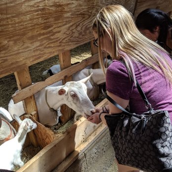 Lively Run Dairy - Feeding the goats - Cheese Shops Near Me - Interlaken, New York