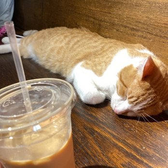 River Kitty Cat Cafe - Themed Cafes Near Me - Evansville, Indiana