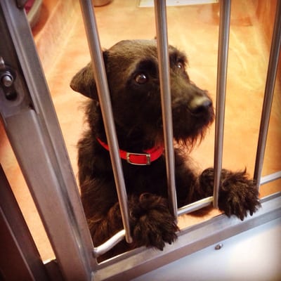 Battersea Dogs and Cats Home by null
