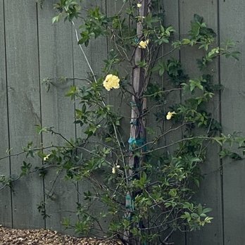 Covington's Nursery & Landscape - Lady Banks rose vine. - Nurseries & Gardening Near Me - Rowlett, Texas