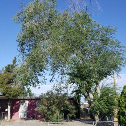 Blossom Trees - Removal (before)