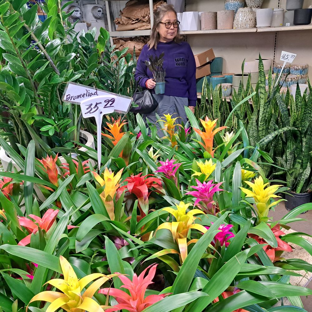Lucky Plants - Nurseries & Gardening Near Me - Hermosa Beach, California Lucky Plants - Nurseries & Gardening Near Me - Hermosa Beach, California