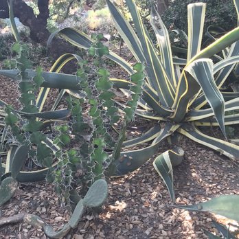 Rancho Los Alamitos - Snapped a pic on the walk around - Landmarks & Historical Buildings Near Me - Long Beach, California