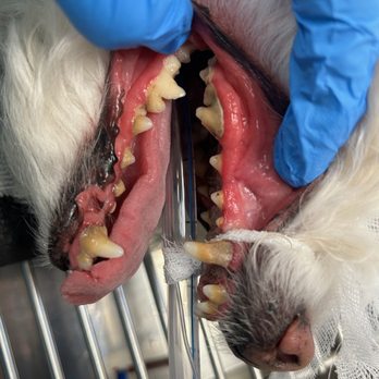 Gully Animal Hospital - Before dental - Veterinarians Near Me - Arlington, Texas Gully Animal Hospital - Before dental - Veterinarians Near Me - Arlington, Texas